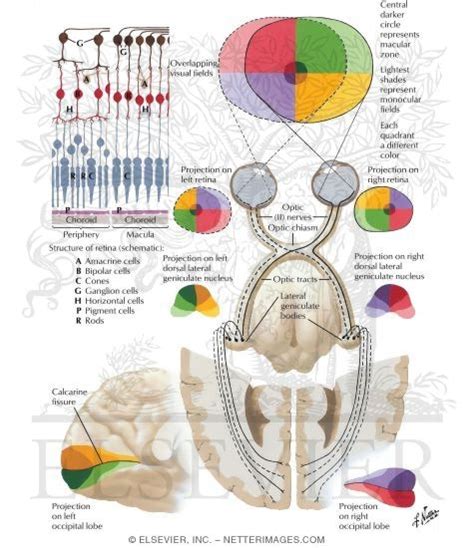 Optic Nerve Ii Visual Pathway Schema Optic System