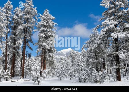 San Francisco Peaks in winter snow near Flagstaff Arizona Stock Photo ...