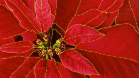 Poinsettia Wallpapers - Wallpaper Cave