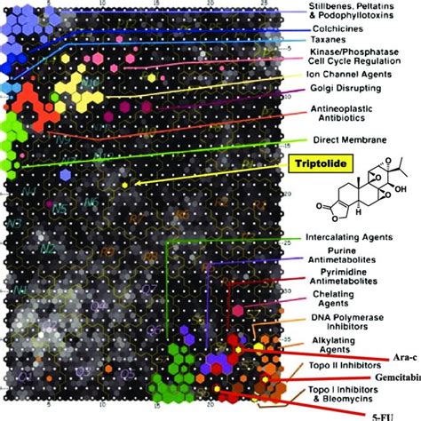 Triptolide Has A Unique Antiproliferative Profile In The Nci Panel