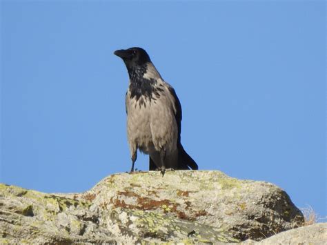 PASARI DIN ROMANIA: CIOARA GRIVA, Corvus cornix