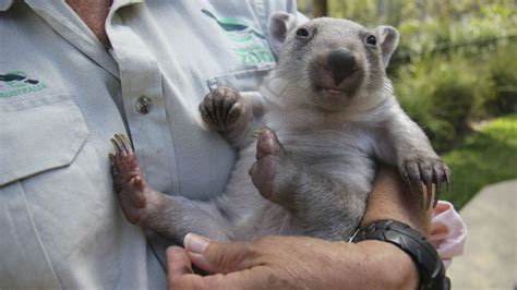 PHOTOS: Baby wombat melts hearts in Australia | 6abc.com