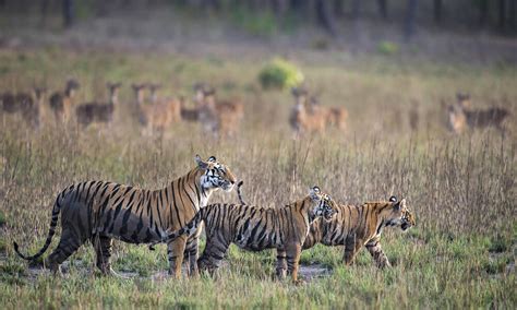 Dónde y cómo viven los tigres Historias Descubre WWF