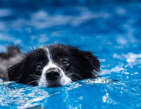 Springer spaniel: Discover 21 Springer spaniel border collie mix ideas