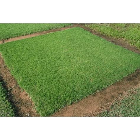 jual biji rumput bermuda bibit tanaman rumput bermuda benih rumput