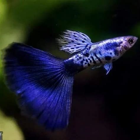 Blue Guppy Fish For Home Size 2 Inch At Rs 100 Piece In Mumbai ID