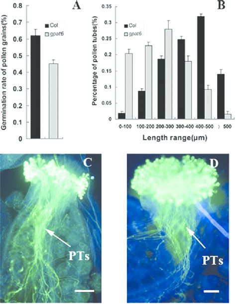 In Vitro And In Vivo Germination Of Both Wild Type And Gpat Pollen