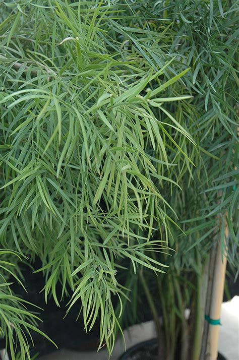 Weeping Podocarpus Podocarpus Gracilior In New Smyrna Beach Florida