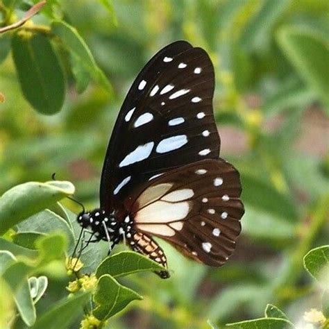 Graphium Leonidas Insectos Libelulas Polilla