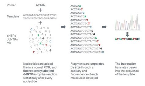 Sanger Sequencing