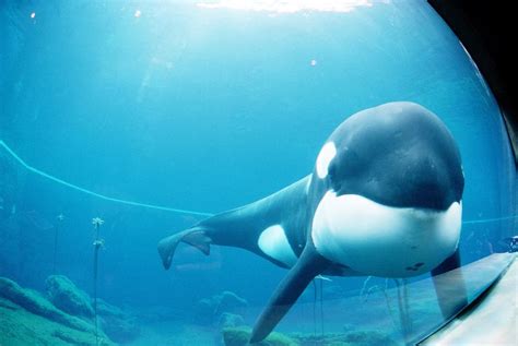 10 of the World's Most Famous Whales