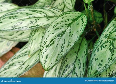 Hoja De Aglaonema Tropical Commutatum Plateada Planta Reina Imagen De