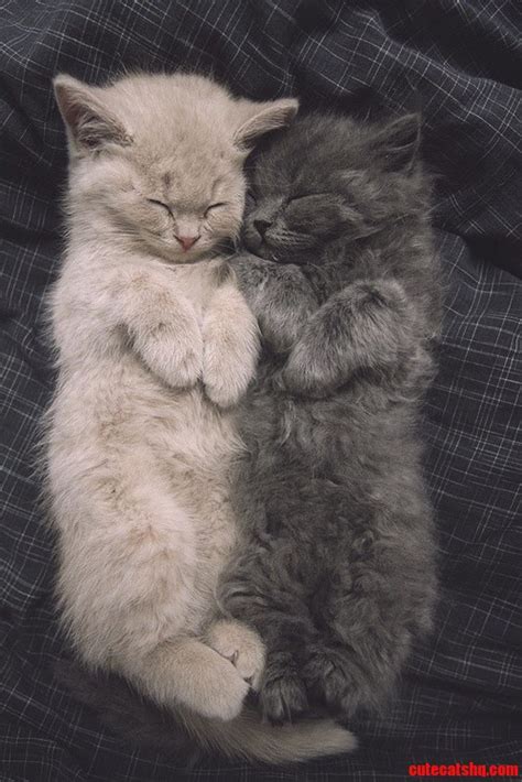 Lovely Sleeping Cats Of The Day | Cute cats HQ - Pictures of cute cats and kittens Free pictures ...