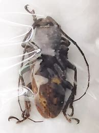 CERAMBYCIDAE Sp