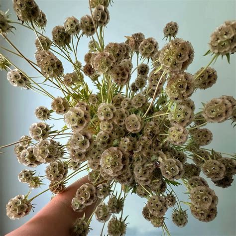 starflower scabiosa seeds scabiosa stellata pods  drying