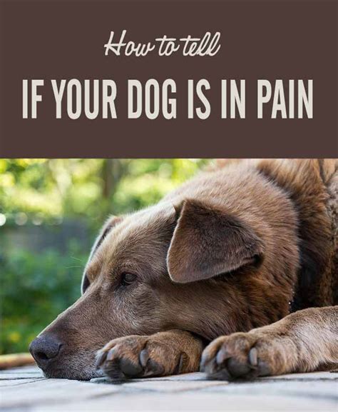 How to Tell If Your Dog Is in Pain - Chasing Dog Tales