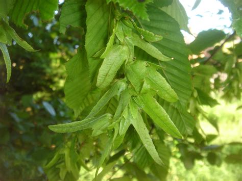 Image Hornbeam Seeds British Wildlife Wiki Wikia