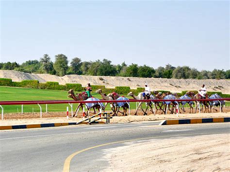 200+ Camel Racing In The Uae Stock Photos, Pictures & Royalty-Free Images - iStock