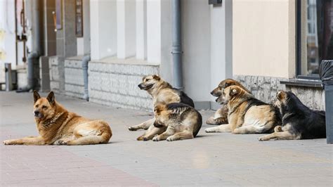 Academic In Istanbul Proposes Humane Solution To Stray Dogs Türkiye News