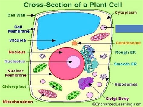 Basic Structure Of A Cell 1 Introduction To