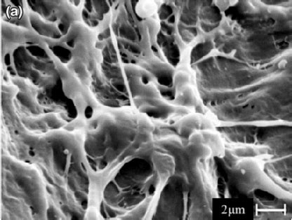 Figure From Uncovering The Dynamic Fracture Behavior Of Pmma With