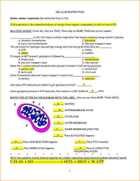 Photosynthesis Cellular Respiration Skills Worksheet Answers