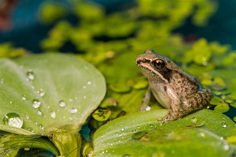 Royalty Free Frog Pictures, Images and Stock Photos - iStock