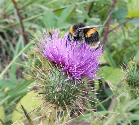 Hummel Schottische Distel Kostenloses Foto Auf Pixabay Pixabay