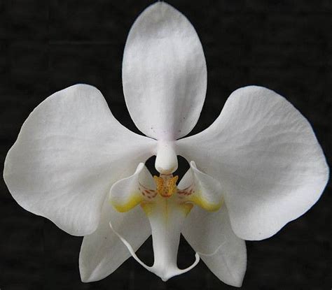 Phalaenopsis Amabilis Var Moluccana Phalaenopsis Orchids Orchid Images