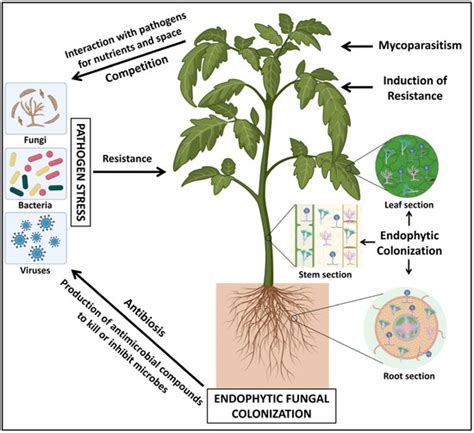 Fungal Endophytes As Mitigators Against Biotic And Abiotic Stresses In