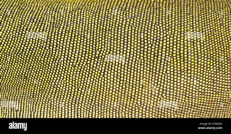 textured of green iguana skin Stock Photo - Alamy