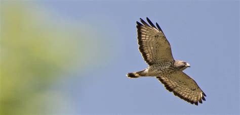 Wildlife Wednesday: Fall Bird Migration – Nature Discovery Center