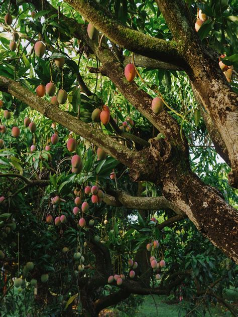 The Mango Is King of the Miami Summer - The New York Times