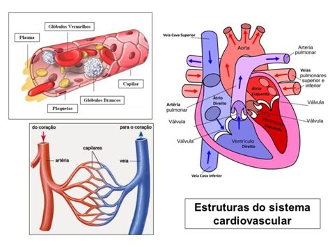 Sistema Cardiovascular Tudo Ci Ncia