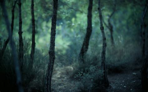 Brown tree log, nature, forest, trees, blurred HD wallpaper | Wallpaper ...