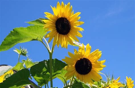 Free Photo | Summer sky sun flower sunshine sunflowers