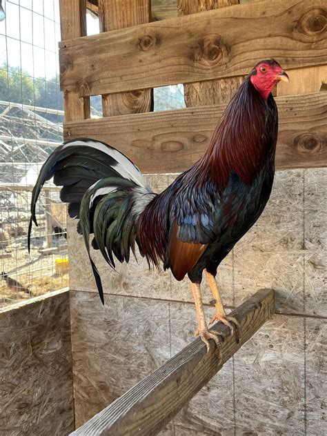 Rare Heritage Roosters - Hound Dog Game Farm