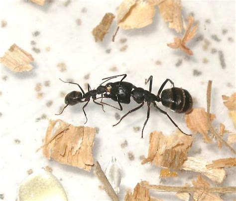 Minor Major - Camponotus pennsylvanicus - BugGuide.Net