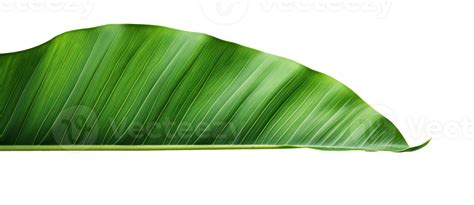 Group Of Banana Leaves In Row Isolated 27032719 Png