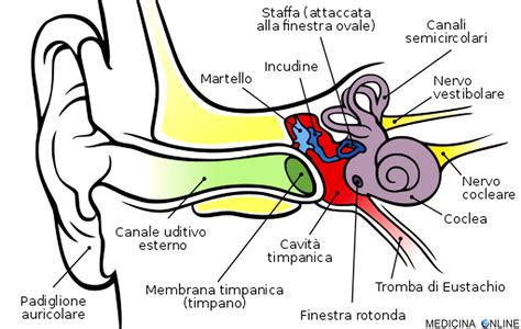 Tromba Di Eustachio In Adulti E Bambini Anatomia Funzioni Fisiologia