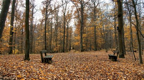 Yellow Leaf Trees Hd Wallpaper Wallpaper Flare