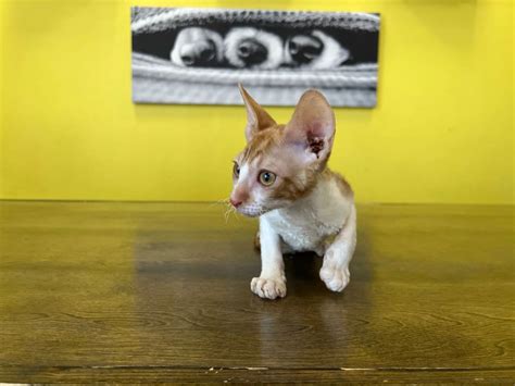 Cornish Rex Kittens For Sale | Unique World of This Breed