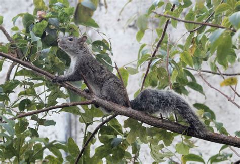 Yucatan Squirrel (1) | Mexican Fish.com