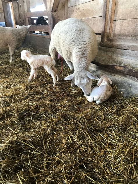 Are You Ready For Birthing Season Osu Sheep Team