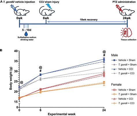 Frontiers Pre Existing Toxoplasma Gondii Infection Increases