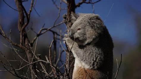 WWF tests drones to spread eucalypt seed in NSW koala habitat destroyed ...