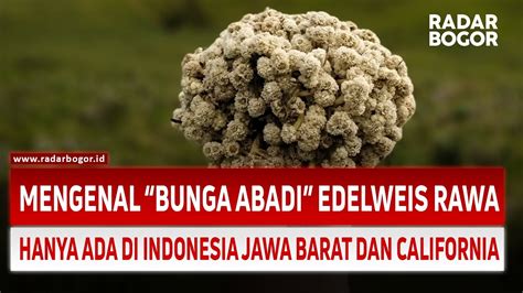 Mengenal Bunga Abadi Edelweis Rawa Hanya Ada Di Indonesia Youtube