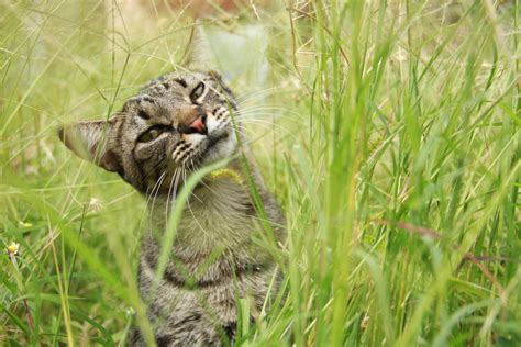 Free Images Grass Prairie Flower Animal Wildlife Pet Kitten