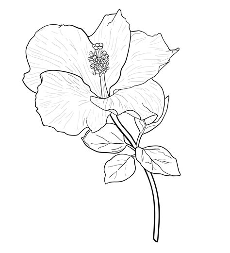 Premium Vector | Drawing of Hibiscus flower