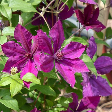 Clematis Honora Native Plants